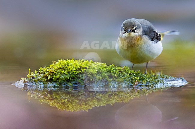 Grey Wagtail (Motacilla cinerea) in Italy. stock-image by Agami/Daniele Occhiato,