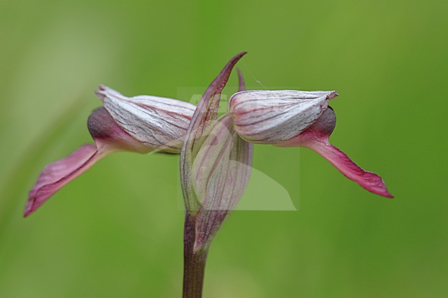Tongue orchid detail of flowers France, Gewone tongorchis detail van bloemen Frankrijk stock-image by Agami/Jacques van der Neut,