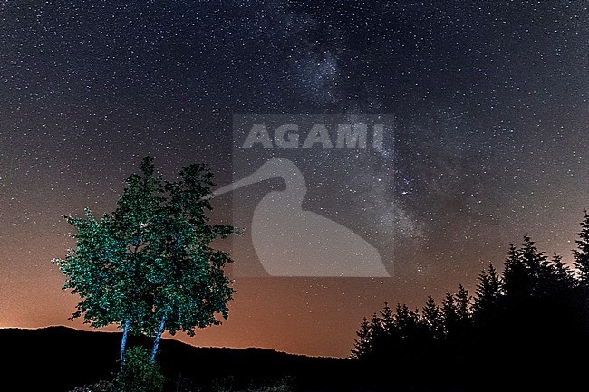 European Wild Pear and Milky Way, nocturnal landscape stock-image by Agami/Saverio Gatto,