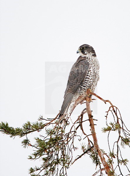 Giervalk zittend in boom; Gyrfalcon perched in tree stock-image by Agami/Markus Varesvuo,
