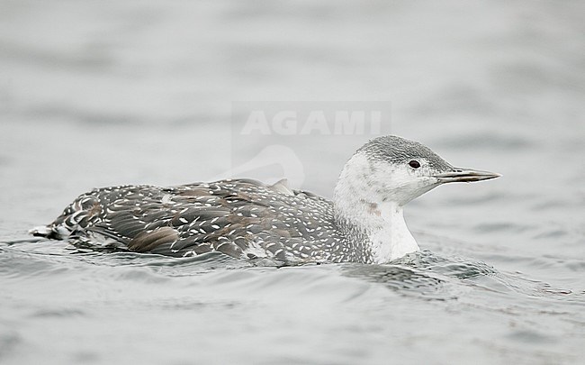 Red-throated Diver (Gavia stellata) ad. winter plumage Parainen Utö November 2016 stock-image by Agami/Markus Varesvuo,