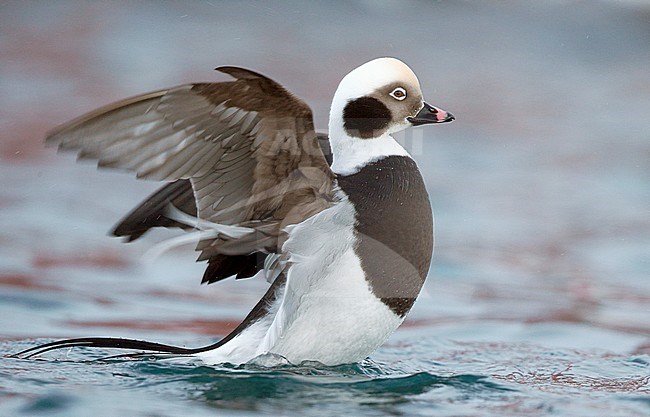 Long-tailed Duck male (Clangula hyemalis) Norway VardÃ¶ March  2013 stock-image by Agami/Markus Varesvuo,