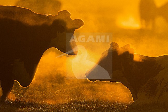 Koeien in een weiland; Domestic cows in a meadow stock-image by Agami/Menno van Duijn,