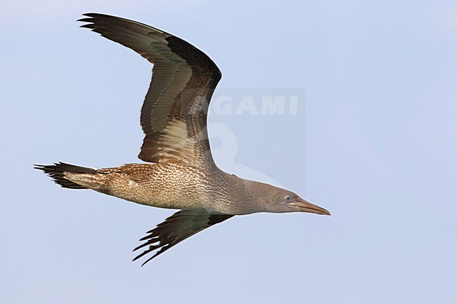 Jan-van-Gent; Northern Gannet; Sula bassana; Morus bassanus stock-image by Agami/Daniele Occhiato,