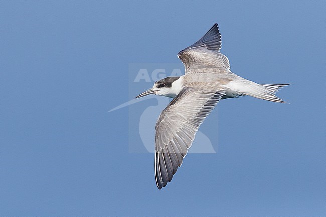 Common Tern (Sterna hirundo), first winter in flight. stock-image by Agami/Saverio Gatto,
