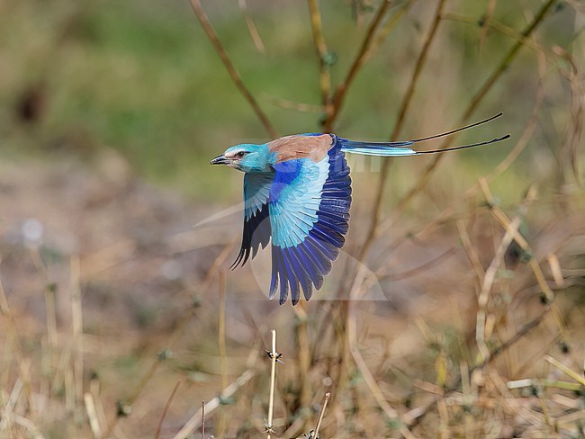 Side view of an adult Abyssinian Roller (Coracias abyssinicus) in flight. Showing wing pattern. Gambia, Africa stock-image by Agami/Markku Rantala,