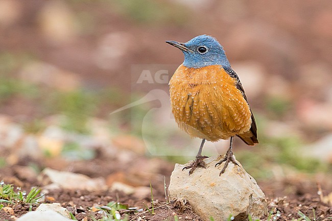 Common Rock Thrush (Monticola saxatilis), adult male stsanding on a stone stock-image by Agami/Saverio Gatto,