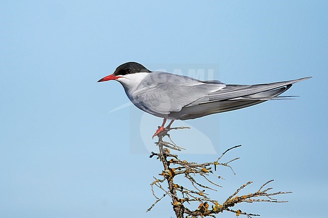 Adult breeding Arctic Tern (Sterna paradisaea) perched in a small tree near its nest on the tundra of Churchill, Manitoba, Canada. stock-image by Agami/Brian E Small,