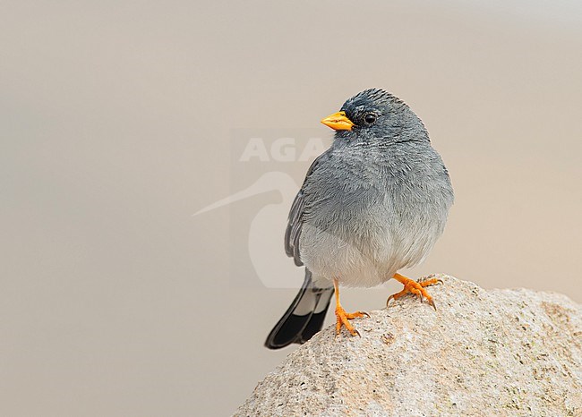 A male Band-tailed Sierra-Finch (Rhopospina alaudina humboldti) (subspecies) perched on a stone in Cusco, Peru, South-America. stock-image by Agami/Steve Sánchez,