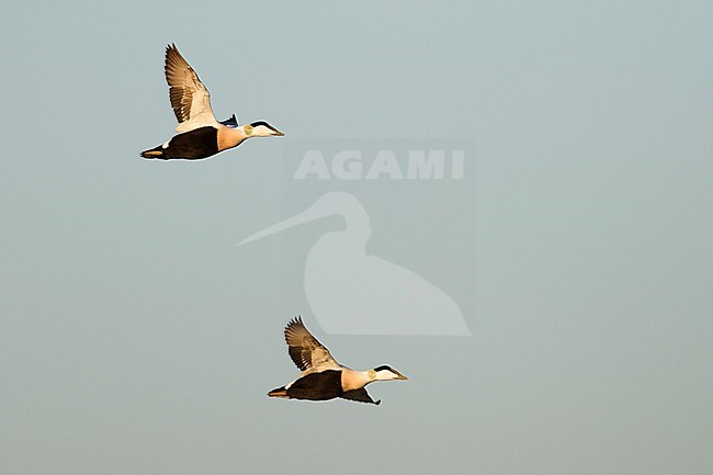 Common Eider - Eiderente - Somateria mollissima ssp. mollissima, Germany, adult males flying over the North Sea stock-image by Agami/Ralph Martin,