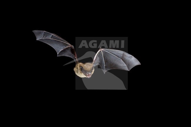 Laatvlieger vliegend; Serotine flying stock-image by Agami/Theo Douma,