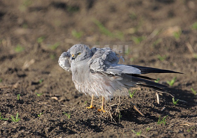 Mannetje Grauwe Kiekendief zittend in akker; Male Montagus Harrier perched in pasture stock-image by Agami/Reint Jakob Schut,