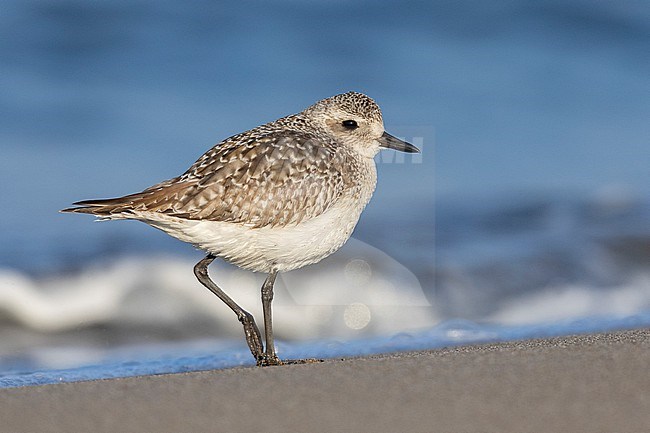 Grey Plover (Pluvialis squatarola), side view of an individual standing on the shore, Campania, Italy stock-image by Agami/Saverio Gatto,