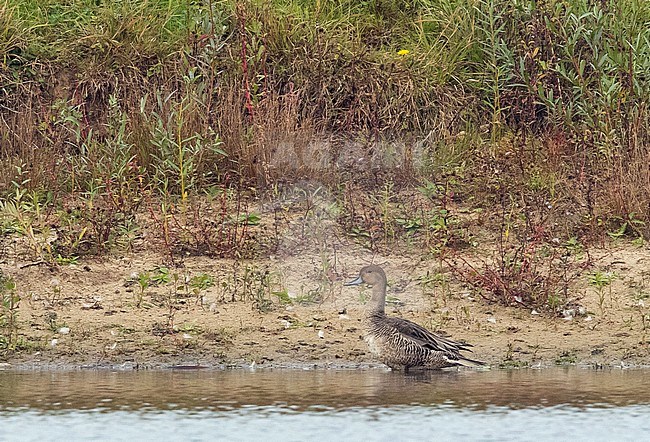 Adult male Northern Pintail (Anas acuta) in eclipse plumage in the Netherlands. Standing alert on the shore of a freshwater lake with sloped bank. stock-image by Agami/Edwin Winkel,