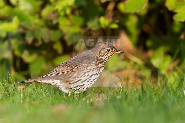 Song Thrush - Singdrossel - Turdus philomelos, Germany, 1st cy stock-image by Agami/Ralph Martin,