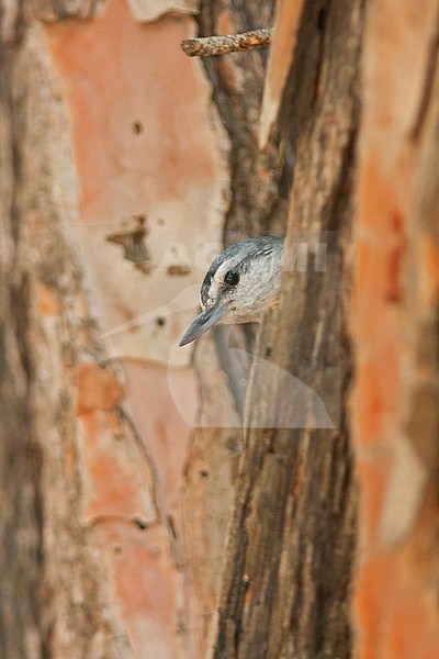 Krüper's Nuthatch - Türkenkleiber - Sitta krueperi, Turkey, adult female stock-image by Agami/Ralph Martin,