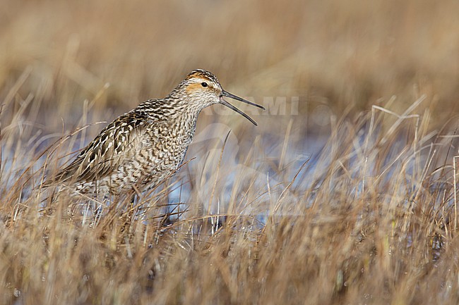 Adult Stilt Sandpiper (Calidris himantopus) in tundra of Churchill, Manitoba, Canada. stock-image by Agami/Brian E Small,