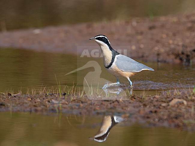 Adult Egyptian Plover (Pluvianus aegyptius) wading and looking for food. Gambia, Africa stock-image by Agami/Markku Rantala,