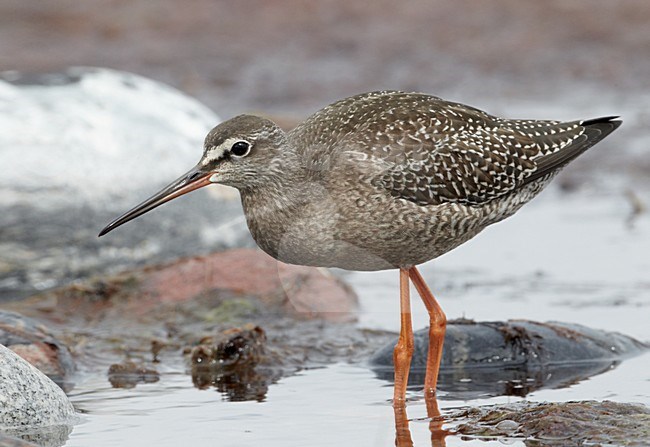 Juveniele Zwarte Ruiter; Juvenile Spotted Redshank stock-image by Agami/Markus Varesvuo,
