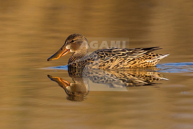 Vrouwtje Slobeend in water; Northern Shoveler female in water stock-image by Agami/Daniele Occhiato,