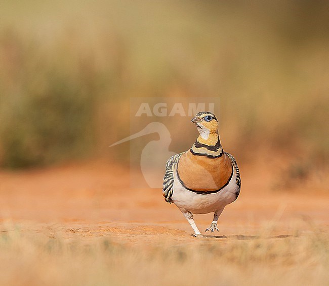 Female Pin-tailed Sandgrouse (Pterocles alchata) in steppes near Belchite in Spain. stock-image by Agami/Marc Guyt,