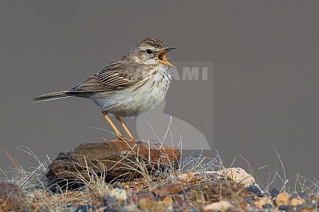 Berthelot's Pipit; Anthus berthelotii stock-image by Agami/Daniele Occhiato,
