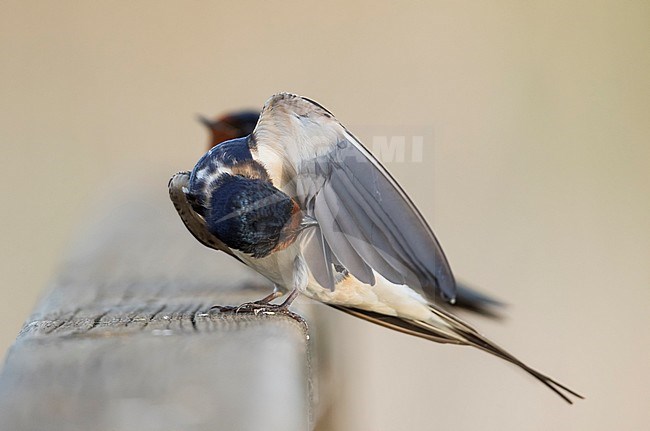 Barn Swallow - Rauchschwalbe - Hirundo rustica ssp. rustica, Hungary, adult male stock-image by Agami/Ralph Martin,