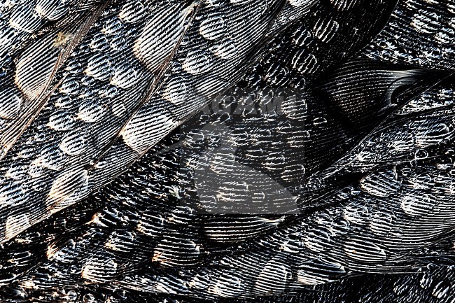 Dewdrops on the feathers of a dead Barnacle Goose. stock-image by Agami/Wil Leurs,