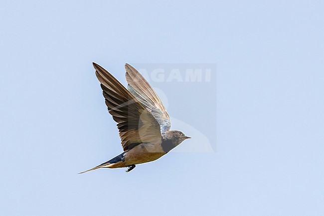 Preuss's Swallow (Petrochelidon preussi) in flight in Central Ghana. stock-image by Agami/Yann Muzika,