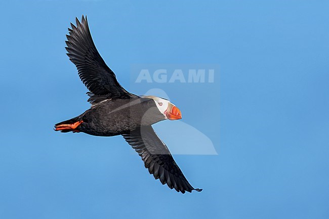 Tufted Puffin (Fratercula cirrhata) at a breeding colony on St Paul Island, Alaska stock-image by Agami/Dubi Shapiro,