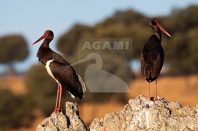 Black Stork, Zwarte Ooievaar, Ciconia nigra stock-image by Agami/Oscar Díez,