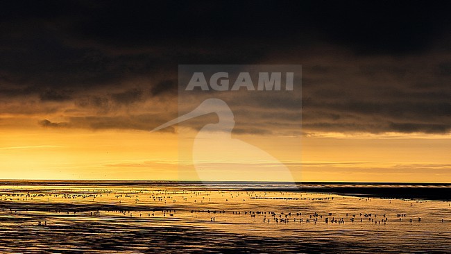  stock-image by Agami/Menno van Duijn,