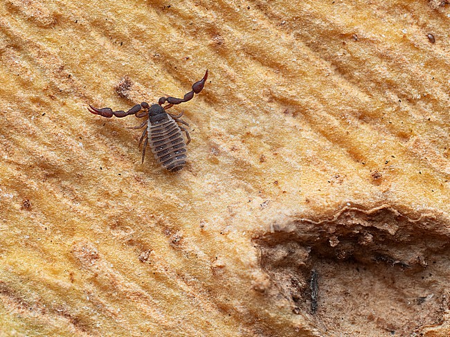 Chernes hahnii is a type of pseudoscorpion that lives on Plantanus stock-image by Agami/Arnold Meijer,