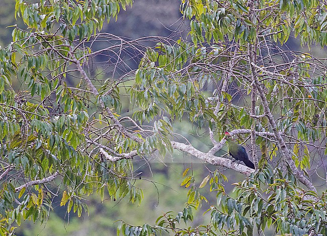 Fischer's Turaco (Tauraco fischeri) perched in a tree in Tanzania. stock-image by Agami/Pete Morris,