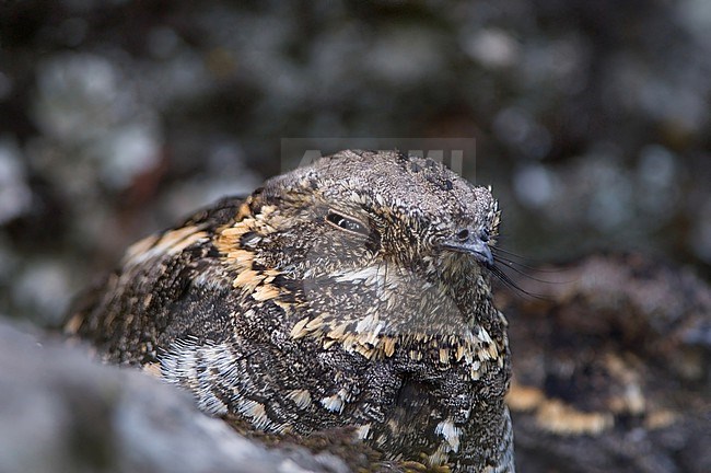 Montane Nightjar, Caprimulgus poliocephalus, roosting on the ground. stock-image by Agami/Jacob Garvelink,
