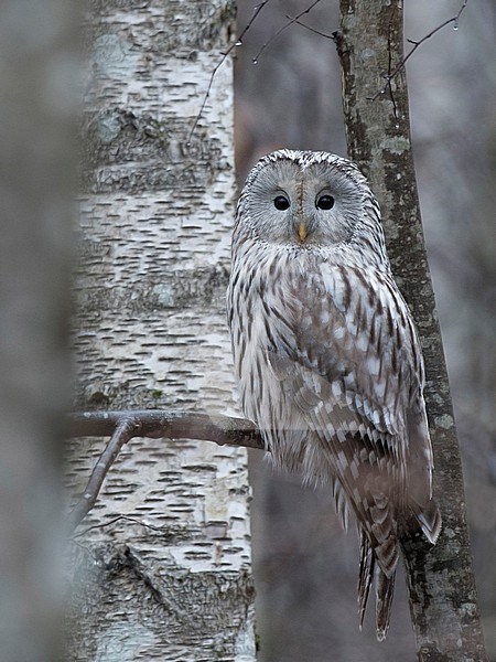 Ural Owl, Strix uralensis, perched in a tree in Estonia. stock-image by Agami/Han Bouwmeester,