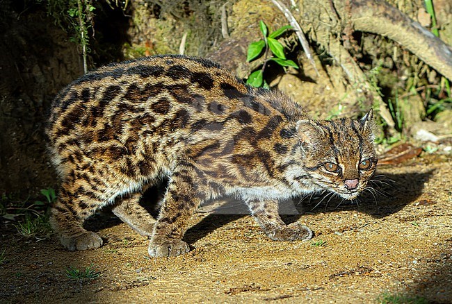 Oncilla (Leopardus tigrinus) in Colombia. A small spotted cat ranging from Central America to central Brazila and also known as the northern tiger cat, little spotted cat, and tigrillo. stock-image by Agami/Dani Lopez-Velasco,