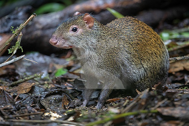 Central American Agouti (Dasyprocta punctata) at Cali, Valle del Cauca, Colombia. stock-image by Agami/Tom Friedel,