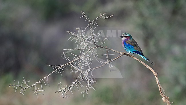 Side view of a roosting Lilac-breasted Roller (Coracias caudatus) on a thorny Acacia branch. Tanzania stock-image by Agami/Markku Rantala,