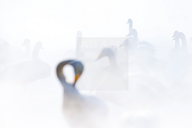Whooper Swan (Cygnus cygnus) in winter surronding. stock-image by Agami/Marcel Burkhardt,