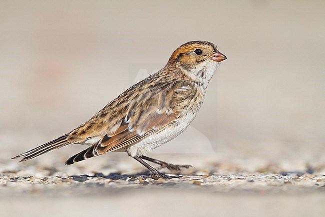 Lapland Longspur - Spornammer - Calcarius lapponicus ssp. lapponicus, Germany stock-image by Agami/Ralph Martin,
