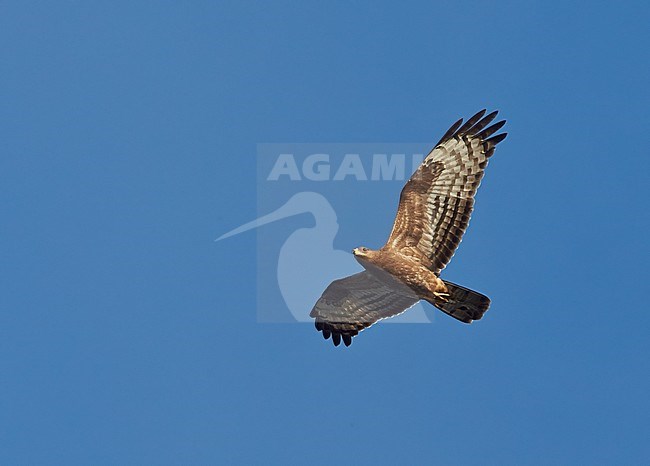 Wespendief, European Honey Buzzard, Pernis apivorus stock-image by Agami/Tomi Muukkonen,