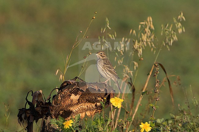 Corn Bunting (Emberiza calandra) sitting on an old Sunflower in Zeewolde, Netherlands. The species is almost extinct as a breeding bird in the Netherlands. stock-image by Agami/Karel Mauer,