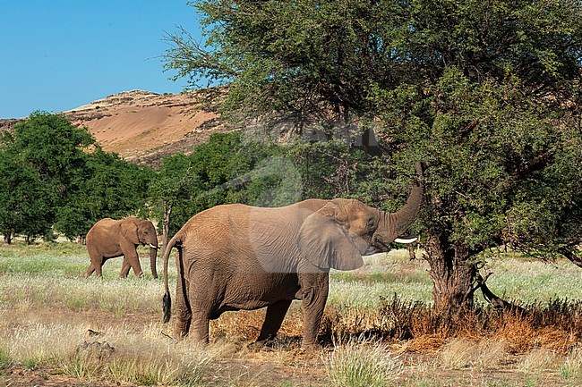 Elephants graze from trees in the Kunene Region. Huab River Valley, Kunene, Namibia. stock-image by Agami/Sergio Pitamitz,