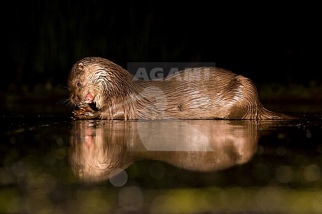 European Otter (Lutra Lutra) forging at night stock-image by Agami/Alain Ghignone,