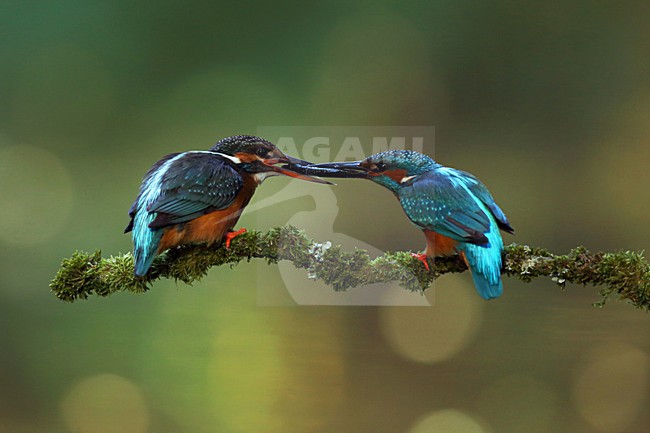  stock-image by Agami/Chris van Rijswijk,