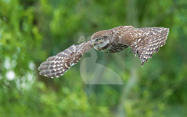 Little Owl (Athene noctua) in flight stock-image by Agami/Lennart Verheuvel,