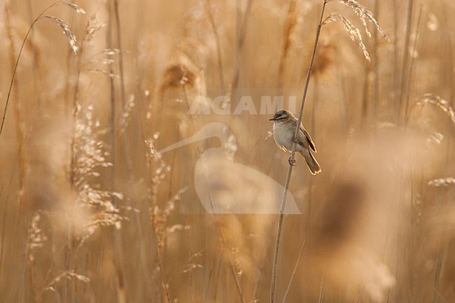 Rietzanger zittend in rietstengel; Sedge Warbler perched on reed stem stock-image by Agami/Menno van Duijn,