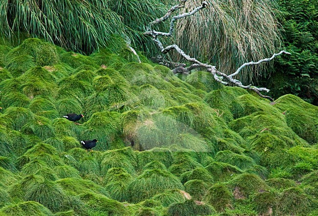 Goughwaterhoen; Gough Island Moorhen stock-image by Agami/Marc Guyt,