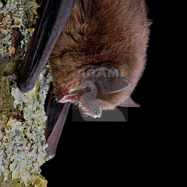 Gewone Dwergvleermuis op een steen; Common Pipistrelle perched on a stone stock-image by Agami/Theo Douma,